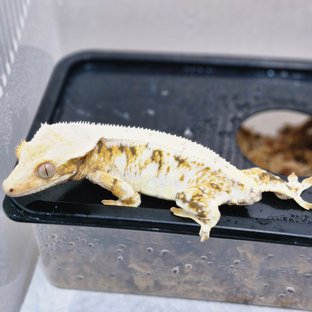릴리화이트 트라이 드리피 화이트