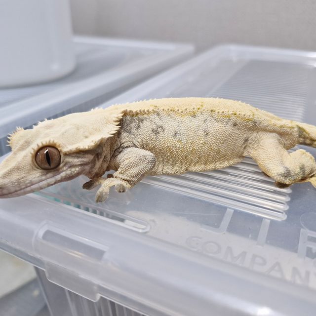 노멀 익스트림할리퀸 솔리드백