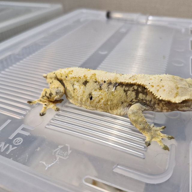 노멀 익스트림할리퀸