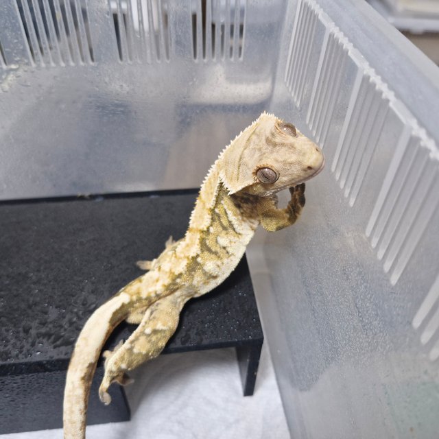 노멀 트라이 익스트림할리퀸 화이트스팟