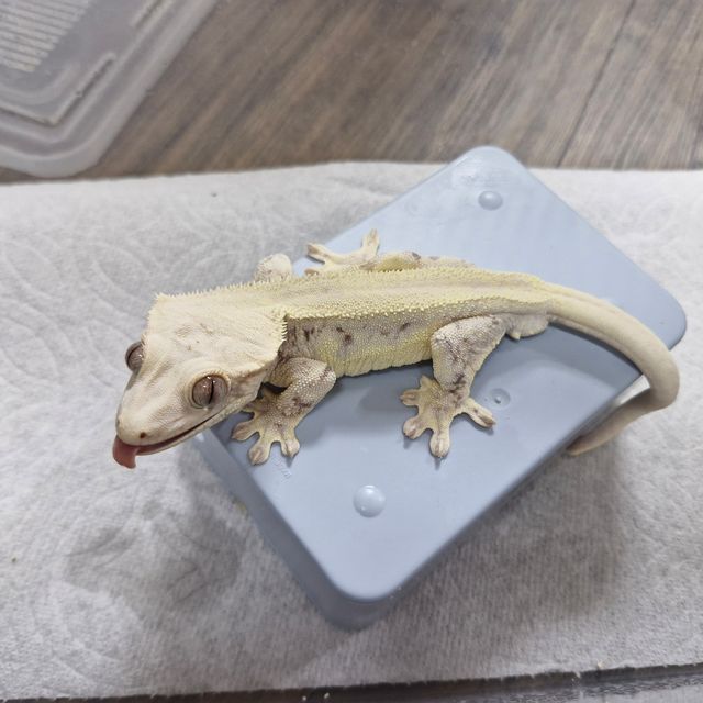 릴리화이트 드리피 솔리드백 화이트 풀핀