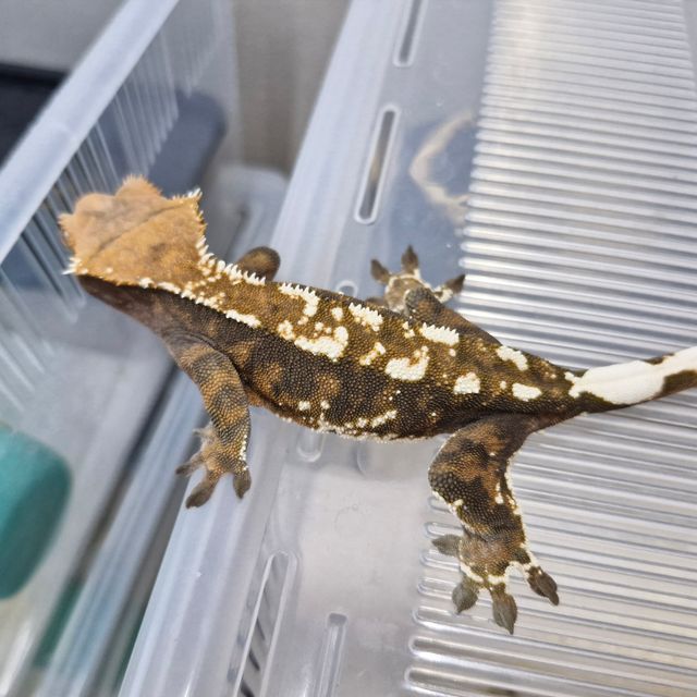 카푸치노 트라이 익스트림할리퀸 블랙