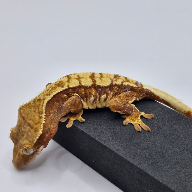 노멀 트라이 익스트림할리퀸 화이트스팟 레드 텐저린