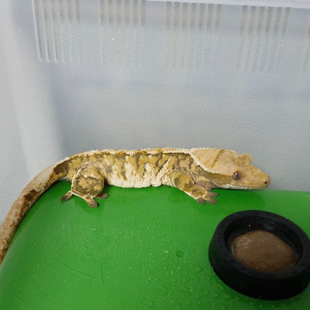 노멀 트라이 익스트림할리퀸 화이트스팟