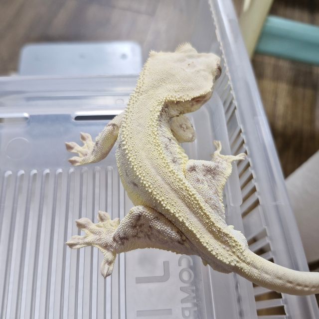 릴리화이트 드리피 솔리드백 화이트 풀핀