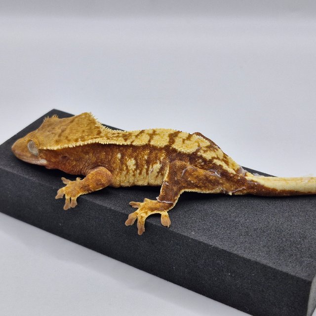 노멀 트라이 익스트림할리퀸 화이트스팟 레드 텐저린