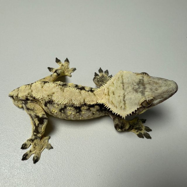 노멀 릴리화이트