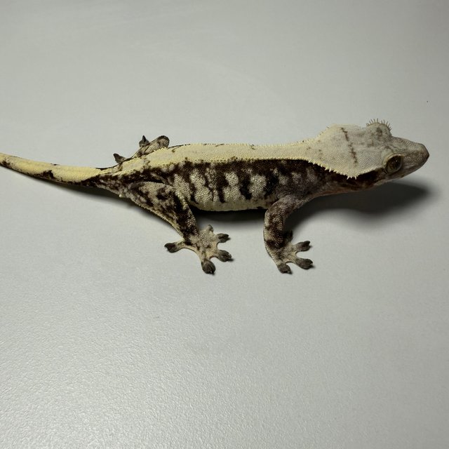 노멀 릴리화이트