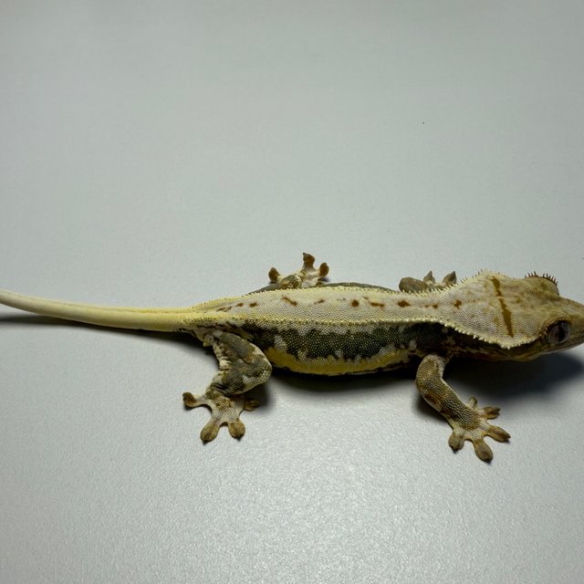 릴리100%헷아잔틱