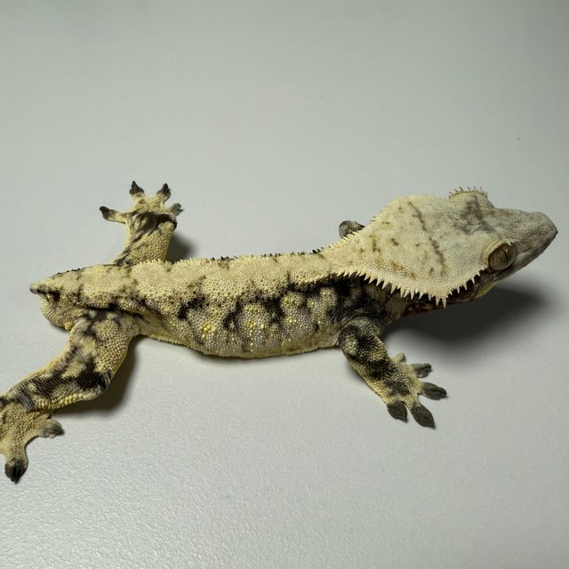 노멀 릴리화이트