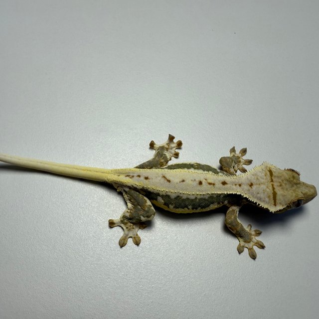 릴리100%헷아잔틱