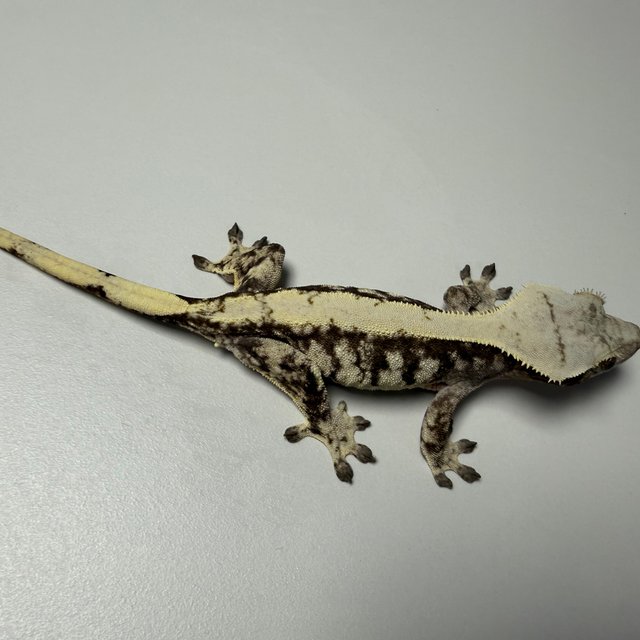 노멀 릴리화이트