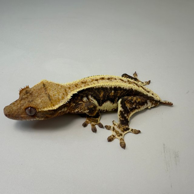 릴리100%헷아잔틱