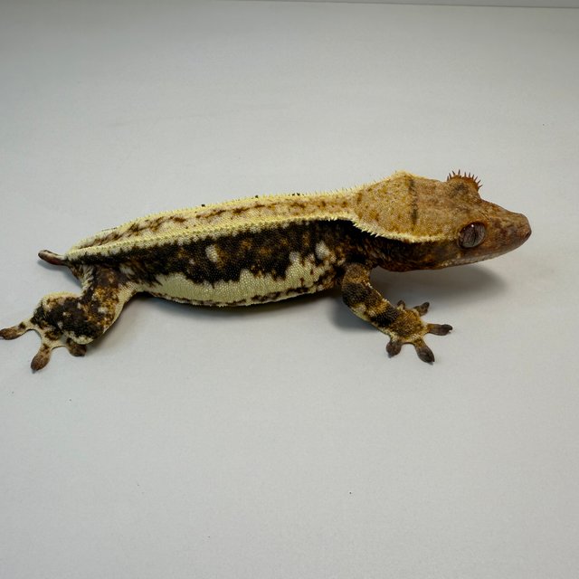 릴리100%헷아잔틱