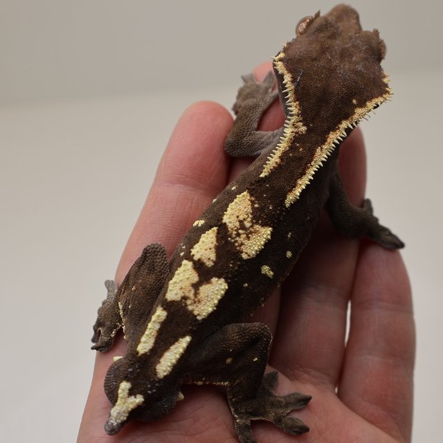 100%헷아잔틱 세이블 챠콜