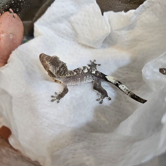 아잔틱