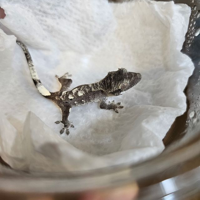 아잔틱