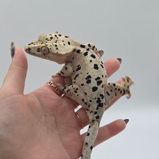 아리