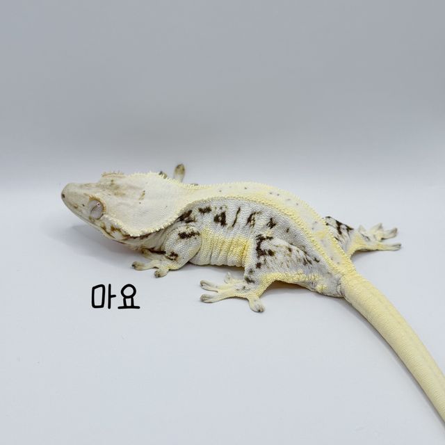 릴리화이트