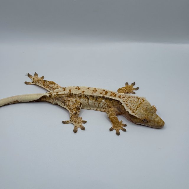 트라이 노멀 익스트림할리퀸 화이트스팟 화이트크라운