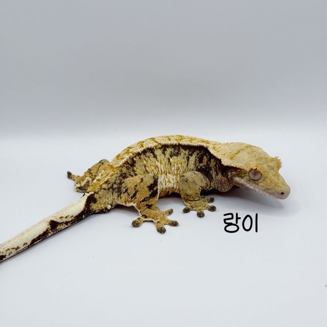 노멀