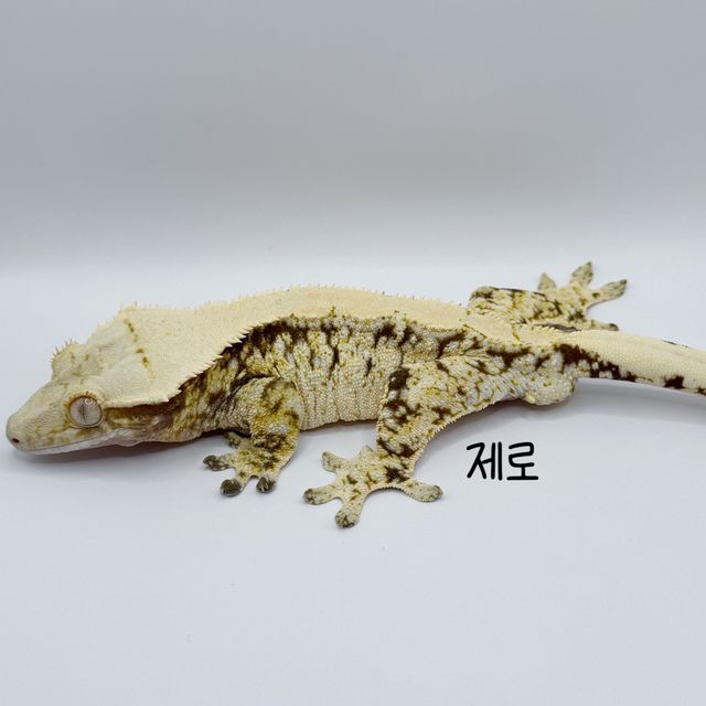 노멀