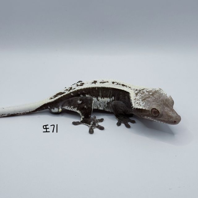 아잔틱