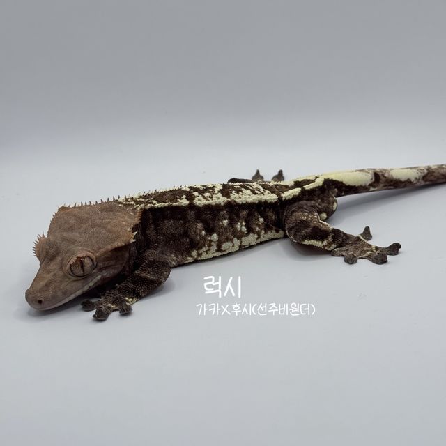카푸치노