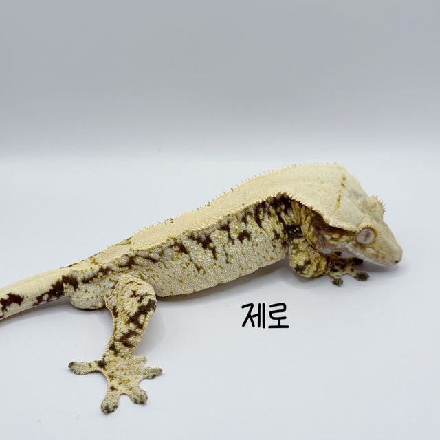 노멀