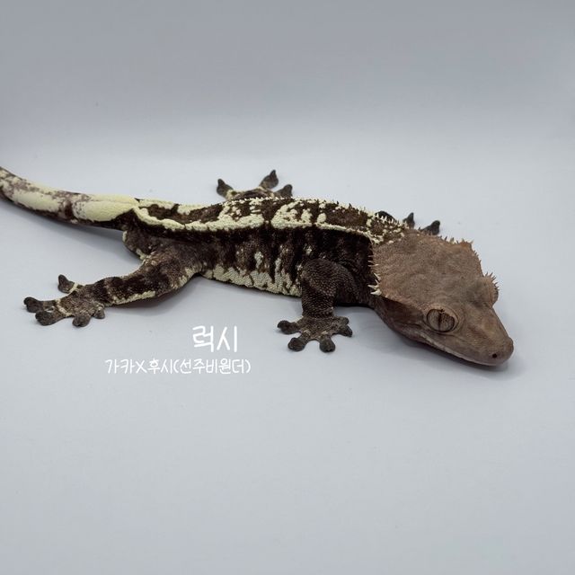카푸치노