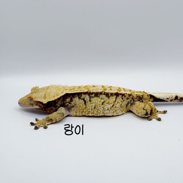 노멀