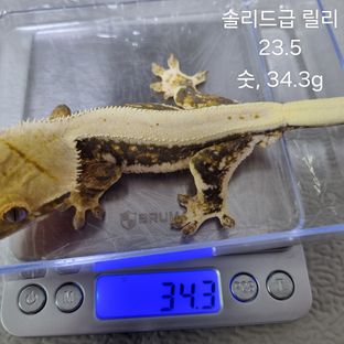 릴리화이트 트라이 솔리드백 풀핀
