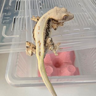 릴리화이트 풀핀