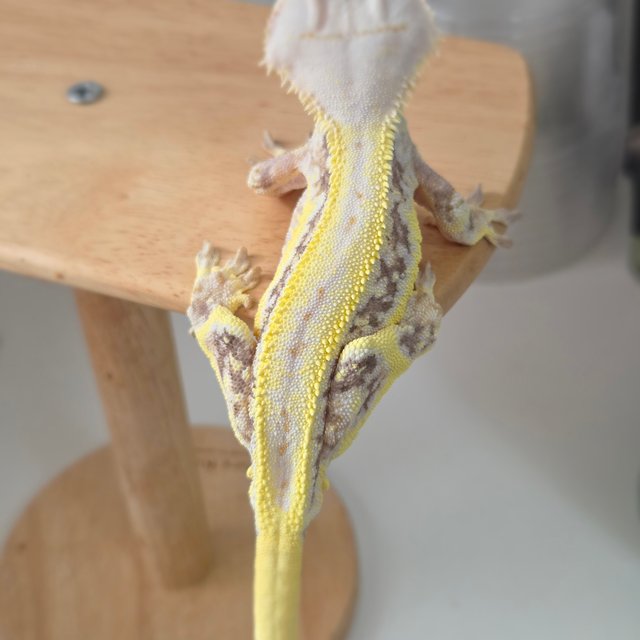 릴리화이트 풀핀 옐로우