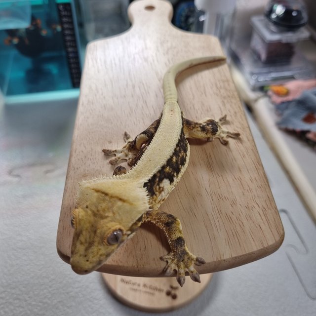 릴리화이트 트라이 솔리드백 풀핀