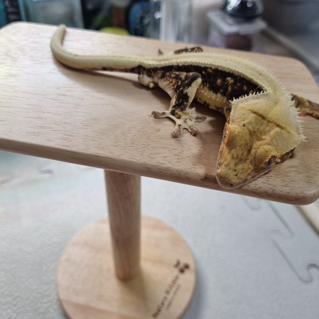 릴리화이트 트라이 솔리드백 풀핀