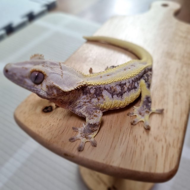 릴리화이트 풀핀 옐로우