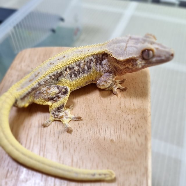 릴리화이트 풀핀 옐로우