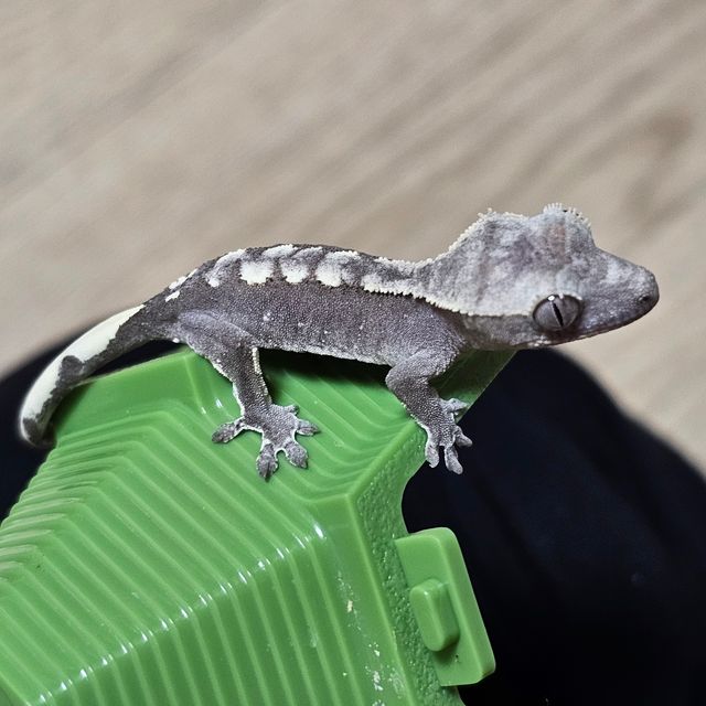 아잔틱