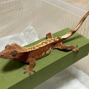 초염