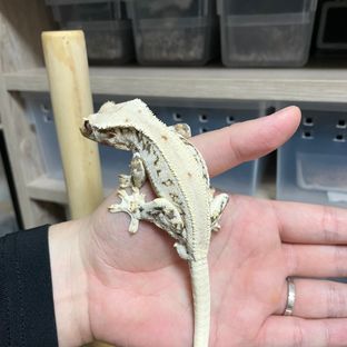 홀리