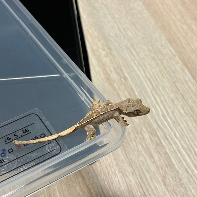 크림시클 달마시안 옐로우