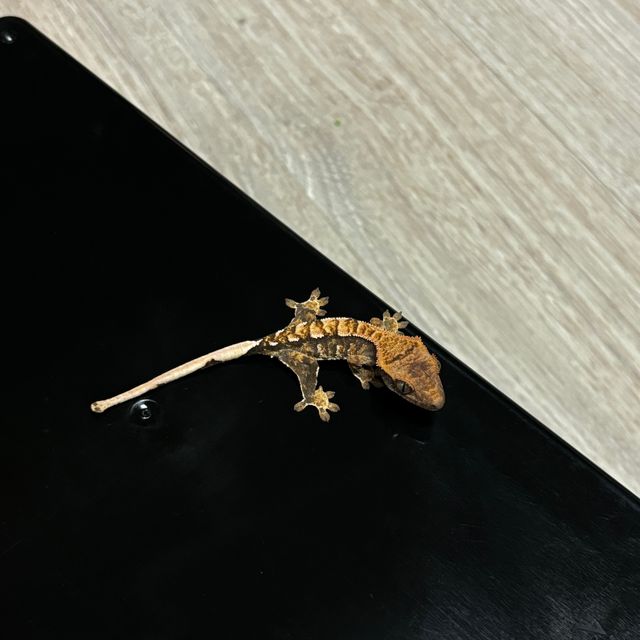 노멀 트라이 화이트스팟 익스트림할리퀸 텐저린