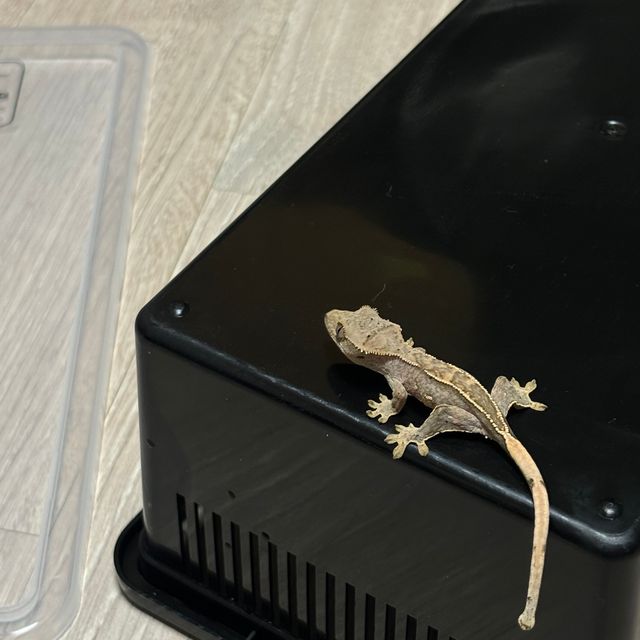 크림시클 달마시안 옐로우