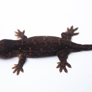 멜라니스틱 GT 리핀리치스