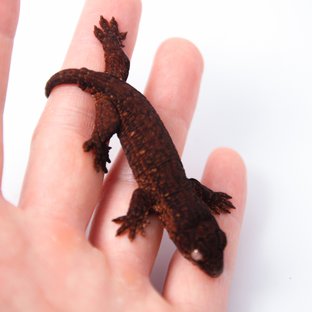 Mel