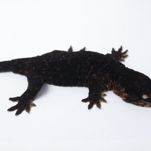 GT Melanistic Darth maul Friedel