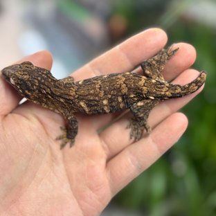 GTX 하이 컬러 트루 컬러