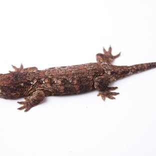 하이 컬러 트루 컬러