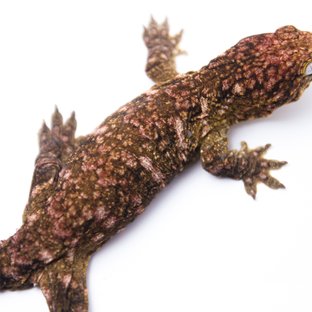 하이 컬러 트루 컬러